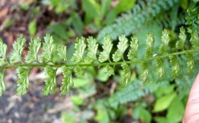 Asplenium gueinzianum Mett. 鱗柄鐵角蕨