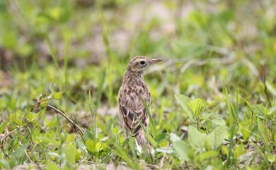 Anthus richardi ussuriensis Johansen, H, 1952 大花鷚(烏蘇里亞種)