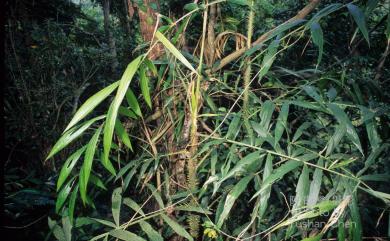 Calamus formosanus 臺灣黃藤