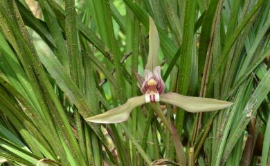 Cymbidium goeringii 春蘭