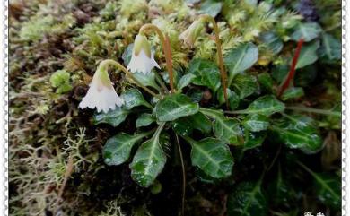 Shortia rotundifolia var. rotundifolia (Maxim.) Makino 倒卵葉裂緣花