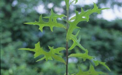 Pterocypsela indica (L.) C.Shih 鵝仔草