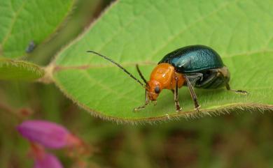 Cneorane rugulipennis (Baly, 1886) 鈍色琉璃螢金花蟲