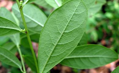 Flueggea virosa 密花白飯樹