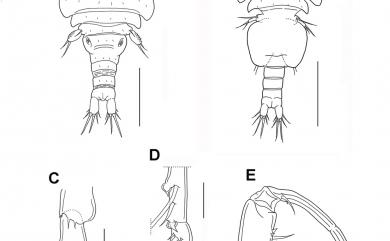 Clamocus spinifer Humes, 1979 硬刺尖棘珊虱