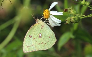 Catopsilia pyranthe pyranthe 細波遷粉蝶