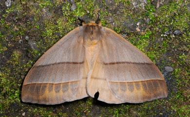 Palirisa cervina formosana Matsumura, 1931 黑胸帶蛾