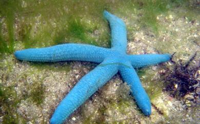 Linckia laevigata Linnaeus 藍指海星