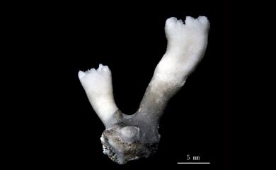 Balanophyllia crassiseptum Cairns & Zibrowius, 1997 鈍葉錐形珊瑚
