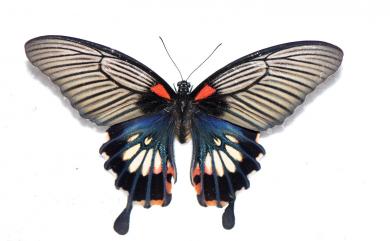 Papilio memnon heronus Fruhstorfer, 1902 大鳳蝶