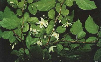 Styrax japonicus var. kotoensis 蘭嶼野茉莉