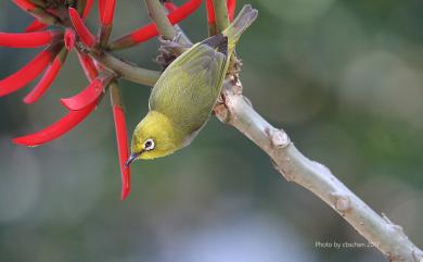 Zosterops japonicus Temminck & Schlegel, 1847 日菲繡眼