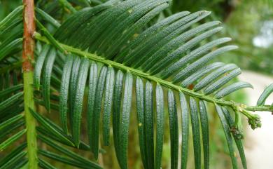 Cephalotaxus wilsoniana Hayata 臺灣粗榧