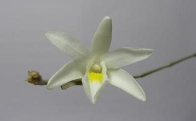 Dendrobium crumenatum 鴿石斛