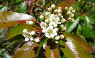 Photinia niitakayamensis Hayata 玉山假沙梨