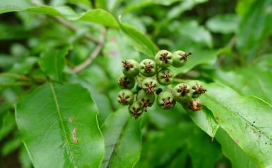 Photinia niitakayamensis 玉山假沙梨