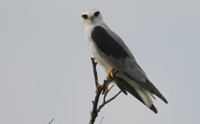 Elanus caeruleus vociferus (Latham, 1790) 黑翅鳶