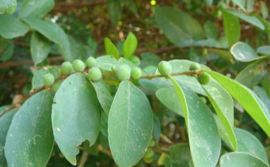 Bridelia tomentosa 土密樹