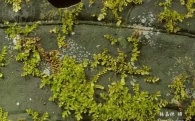 Leptolejeunea epiphylla (Mitt.) Steph. 葉附薄鱗蘚