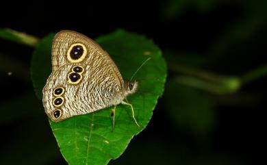 Ypthima atra taiwana Lamas, 2010 大波眼蝶