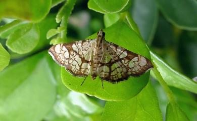 Chabula trivitralis (Swinhoe, 1895)