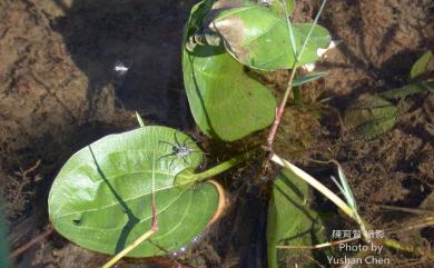 Caldesia grandis 圓葉澤瀉