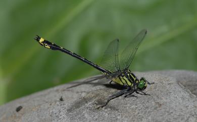 Asiagomphus pacificus (Chao, 1953) 雙角春蜓