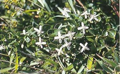 Clematis terniflora var. garanbiensis (Hayata) M.C. Chang 鵝鑾鼻鐵線蓮