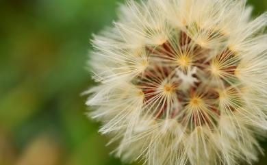 Picris hieracioides subsp. morrisonensis 玉山毛連菜