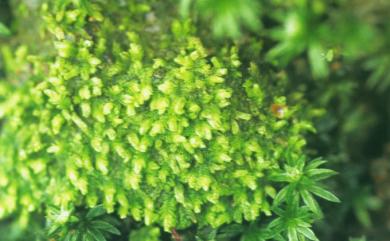 Lophocolea muricata (Lehm.) Nees