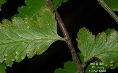 Microlepia bipinnata 臺北鱗蓋蕨