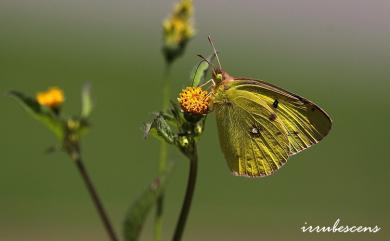 Colias erate formosana Shirôzu, 1955 紋黃蝶