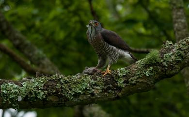 Accipiter trivirgatus formosae Mayr, 1949 鳳頭蒼鷹(台灣特有亞種)