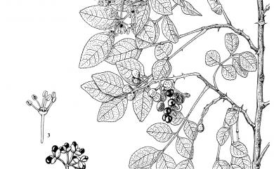 Zanthoxylum simulans Hance 刺花椒