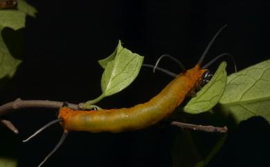 Euploea sylvester swinhoei Wallace, 1866 雙標紫斑蝶