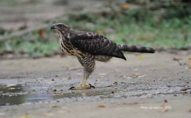 Accipiter trivirgatus formosae Mayr, 1949 鳳頭蒼鷹(台灣特有亞種)