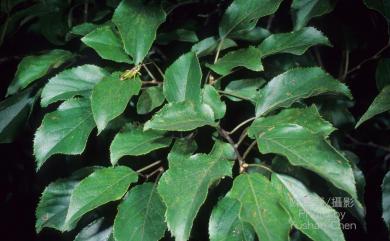 Actinidia rufa (Siebold & Zucc.) Planch. ex Miq. 山梨獼猴桃