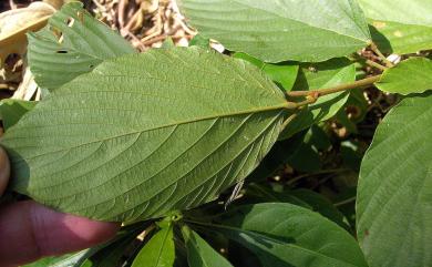 Flemingia strobilifera (L.) R. Br. 佛來明豆