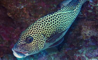 Plectorhinchus 臺灣生命大百科 Plectorhinchus 臺灣生命大百科