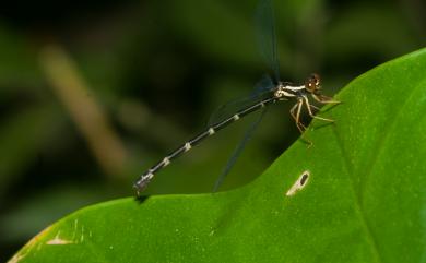 Rhipidolestes aculeatus aculeatus Ris, 1912 芽痣蹣蟌