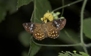 Celaenorrhinus major Hsu, 1990 臺灣流星弄蝶