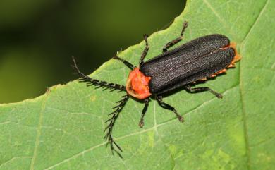 Vesta impressicollis Fairmaire, 1891 赤腹櫛角螢