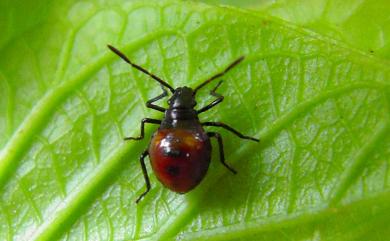 Andrallus spinidens (Febricus, 1787) 黃邊椿象