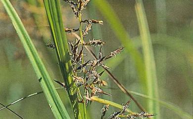 Carex filicina Nees 紅鞘薹