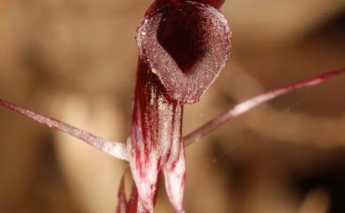 Corybas puniceus 豔紫盔蘭