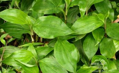 Tricyrtis formosana var. formosana 臺灣油點草