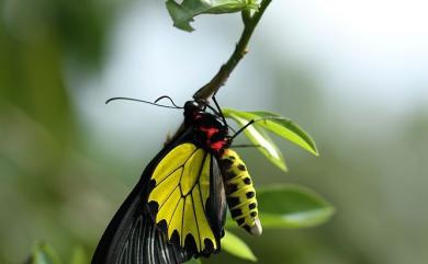 Troides aeacus kaguya Nakahara & Esaki, 1930 黃裳鳳蝶