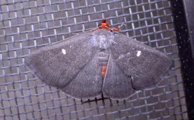 Calesia dasypterus (Kollar, 1844) 毛叢裳蛾