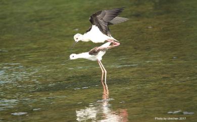 Himantopus himantopus (Linnaeus, 1758) 高蹺鴴