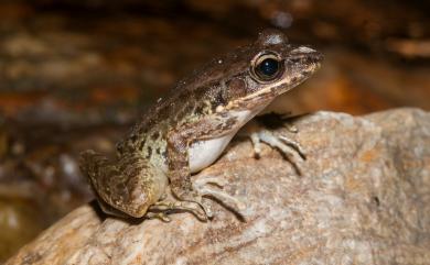 Odorrana swinhoana (Boulenger, 1903) 斯文豪氏赤蛙